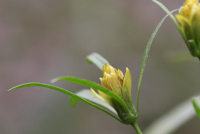 Bidens bidentoides- Estuary Beggar Ticks