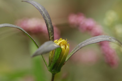 Bidens bidentoides- Estuary Beggar Ticks