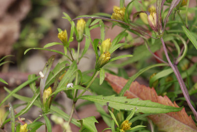 Bidens bidentoides- Estuary Beggar Ticks