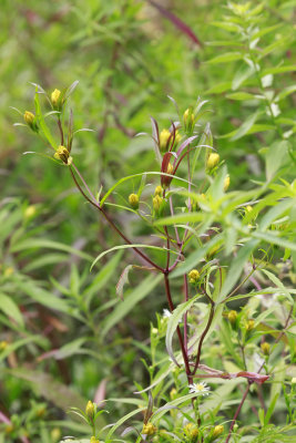 Bidens bidentoides- Estuary Beggar Ticks