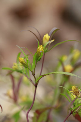 Bidens bidentoides- Estuary Beggar Ticks