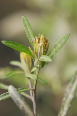 Bidens bidentoides- Estuary Beggar Ticks