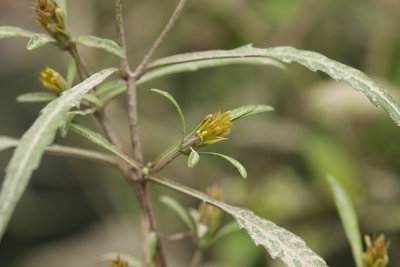 Bidens bidentoides- Estuary Beggar Ticks