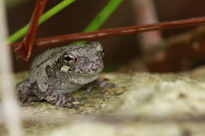 Northern Gray Treefrog 