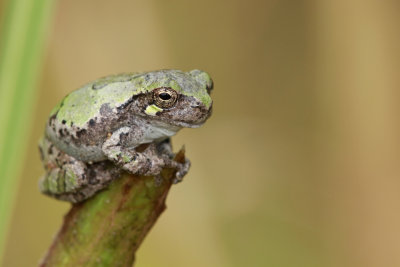 Northern Gray Treefrog 