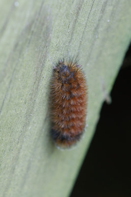 Wooly Bear