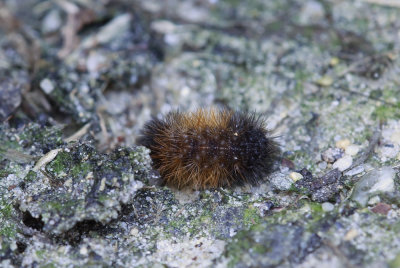 Tiny Wooly Bear