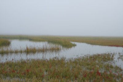 Salt Marsh in Tuckerton