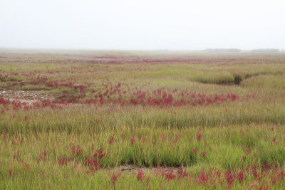 Salt Marsh in Tuckerton