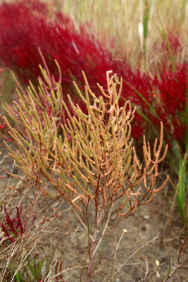 Salicornia europaea- Slender Glasswort