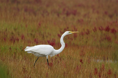 Great Egret 