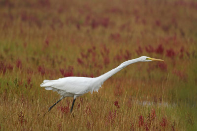 Great Egret 