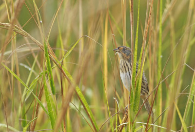 Salt Marsh Sharp-tailed Sparrow