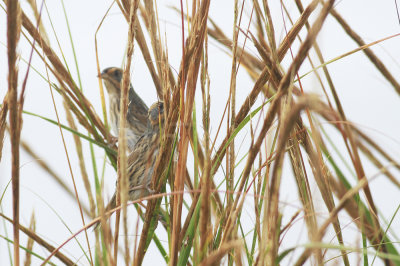 Salt Marsh Sharp-tailed Sparrows