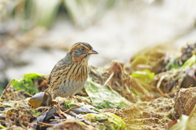 Salt Marsh Sharp-tailed Sparrow