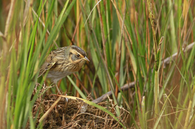 Salt Marsh Sharp-tailed Sparrow