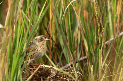 Salt Marsh Sharp-tailed Sparrow