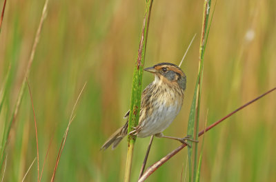 Salt Marsh Sharp-tailed Sparrow