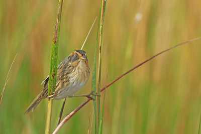 Salt Marsh Sharp-tailed Sparrow