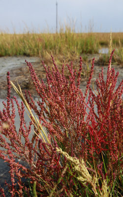 Suaeda sp.- Sea Blite