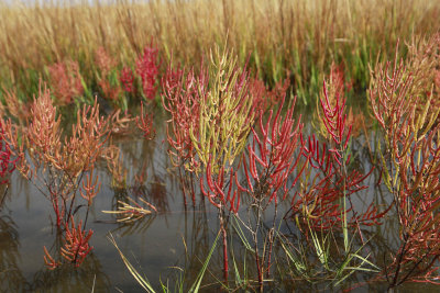 Salicornia europaea- Slender Glasswort