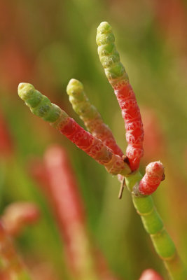 Salicornia virginica- Virginia Glasswort