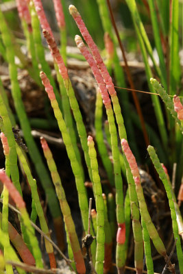 Salicornia virginica- Virginia Glasswort