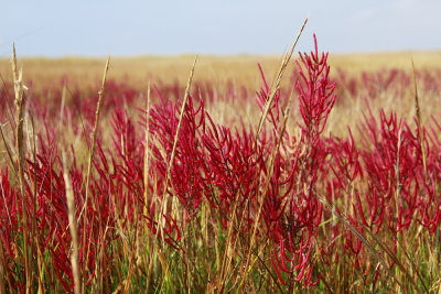 Salicornia europaea- Slender Glasswort