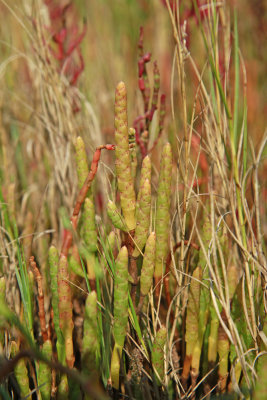 Salicornia bigelovii- Dwarf Glasswort