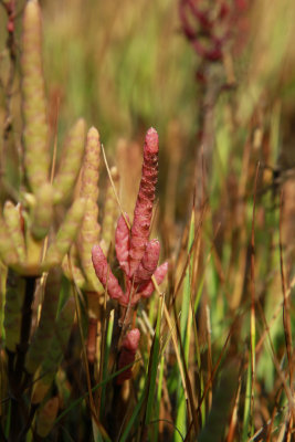 Salicornia bigelovii- Dwarf Glasswort