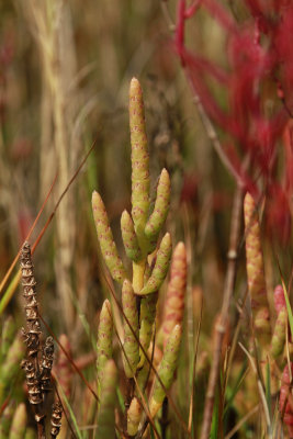 Salicornia bigelovii- Dwarf Glasswort