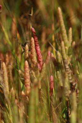 Salicornia bigelovii- Dwarf Glasswort