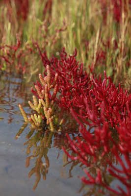 Salicornia bigelovii- Dwarf Glasswort