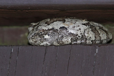 Gray Treefrog