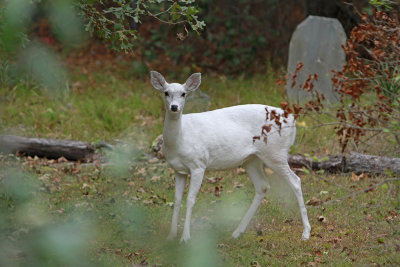_MG_0360.jpg