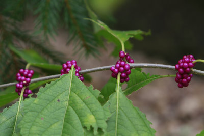 Callicarpa americana- Beautyberry