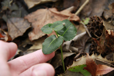 Large Partridgeberry plant