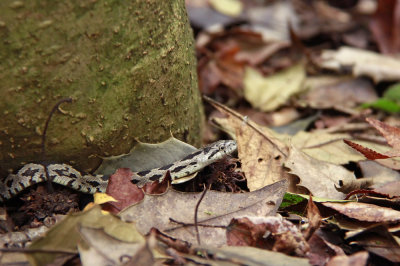 Neonate Black Rat Snake