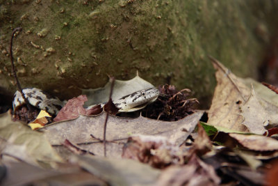 Neonate Black Rat Snake