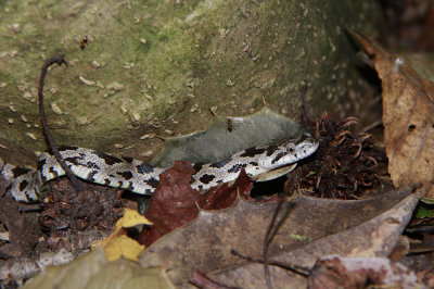 Neonate Black Rat Snake