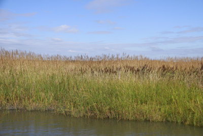 Spartina cynosuroides- Giant Cordgrass
