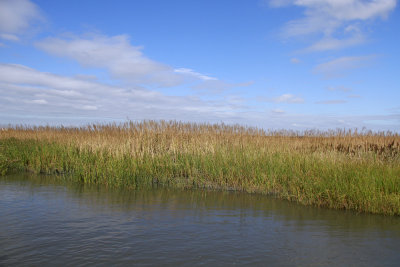Spartina cynosuroides- Giant Cordgrass