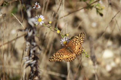 Variegated Fritillary