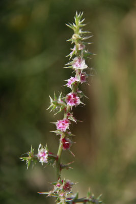Salsola kali- Russian Thistle