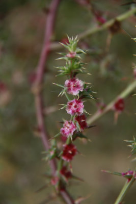 Salsola kali- Russian Thistle