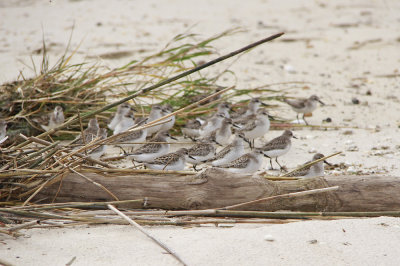Semipalmated Sandpipers