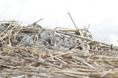 Semipalmated Sandpipers