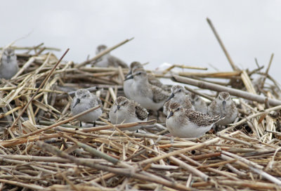 Semipalmated Sandpipers