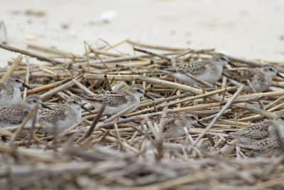 Semipalmated Sandpipers