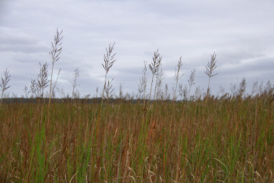 Spartina cynosuroides- Giant Cordgrass